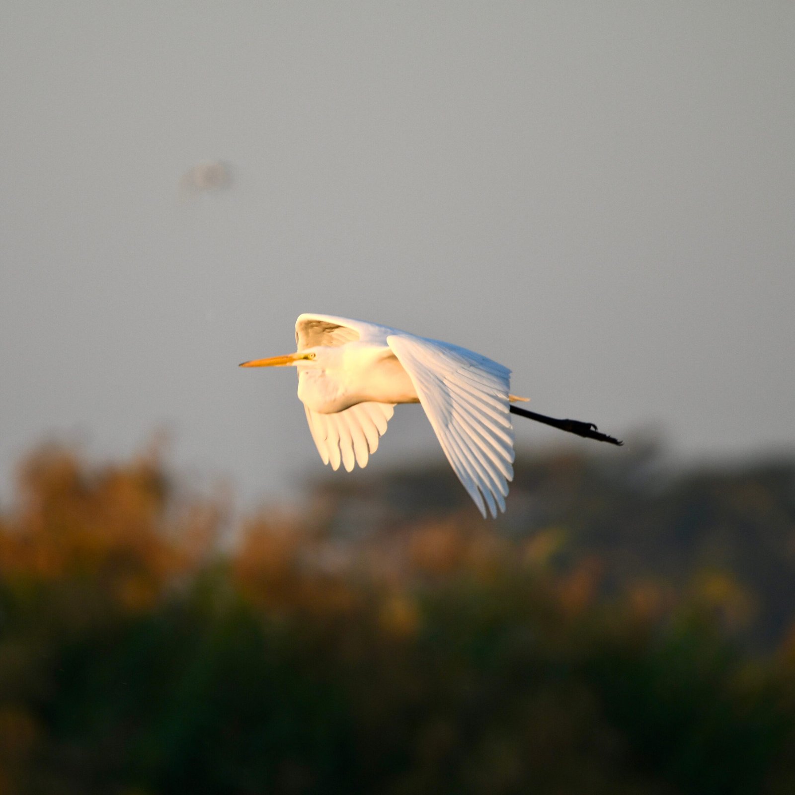 Ave volando sobre la laguna