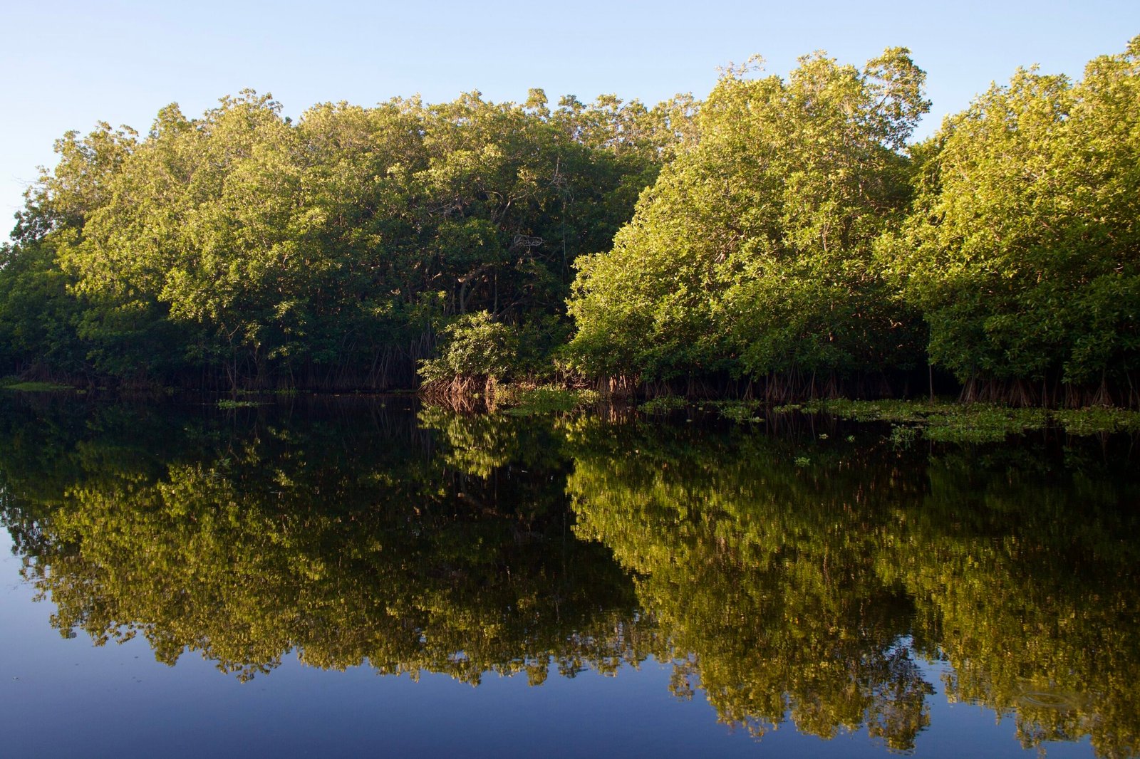 El manglar de la laguna