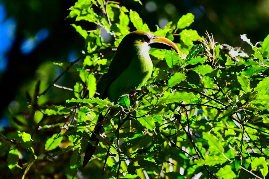 Motmot Treks - Photo 2