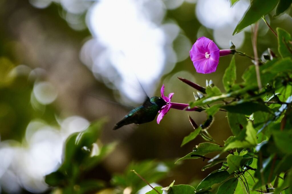 Motmot Treks - Photo 3